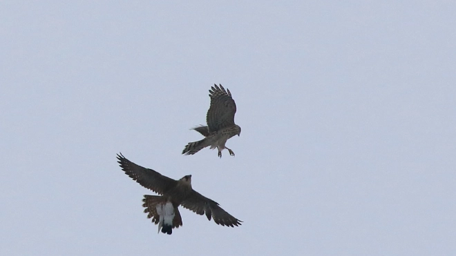 В Гатчине орнитолог снял на фото воздушный бой редких птиц