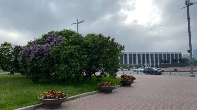 "Желтый" уровень опасности из-за грозы и ветра объявлен в Петербурге 8 июля