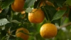 Россия в мае сократила импорт турецких апельсинов ...