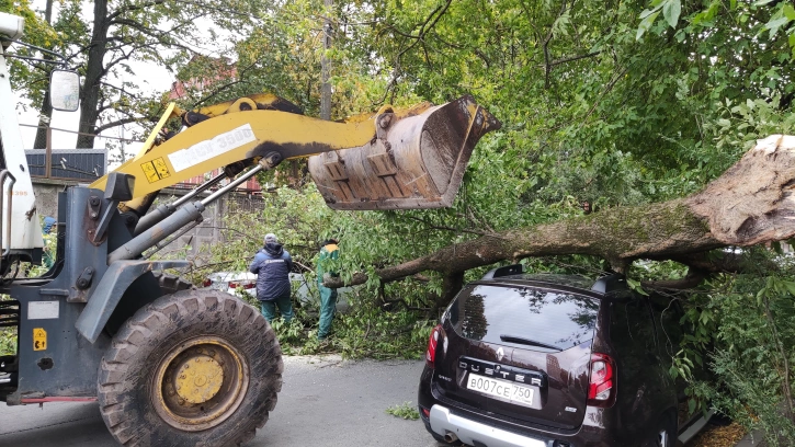 Бушующий ветер повалил 30 деревьев в садах и парках Петербурга 