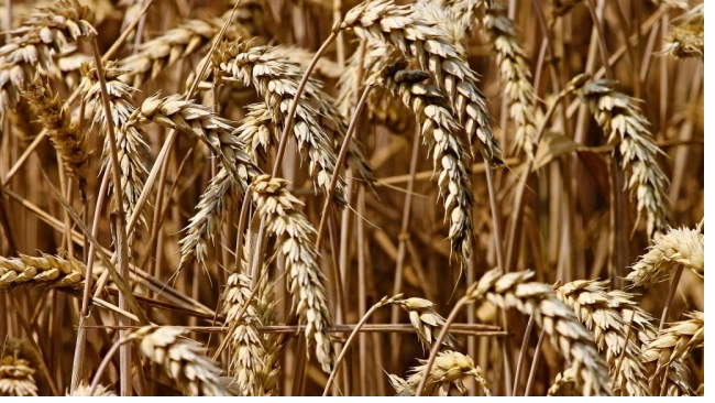 "Совэкон": экспортные цены пшеницы из России достигли максимума за семь лет