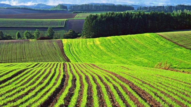 Ленобласть выделила 60 млн рублей садоводствам в 2021 году