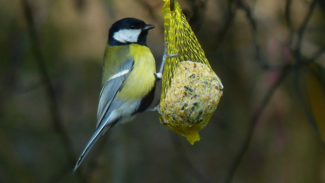 Орнитолог из Нижне-Свирского заповедника рассказала, как помочь птицам выжить зимой