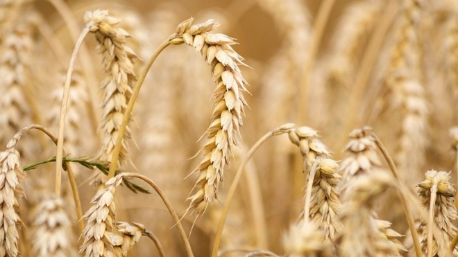 Китай допустил импорт пшеницы со всей территории России