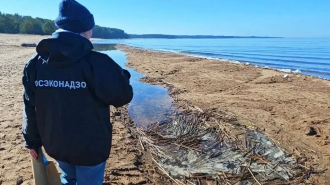 До конца недели закончат очистку берега Финского залива в районе Липово