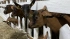 В фермерское хозяйство Ленобласти доставлено 108 альпийских коз из Австрии
