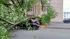 Штормовой ветер повалил в Петербурге 30 деревьев 