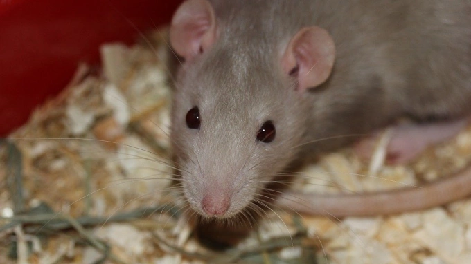 Китайские ученые заставили самцов крыс родить потомство 
