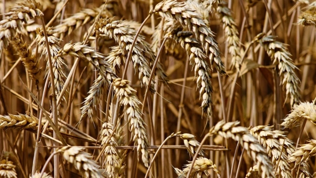 Минсельхоз опроверг сообщения о дефиците твердой пшеницы для производства макарон