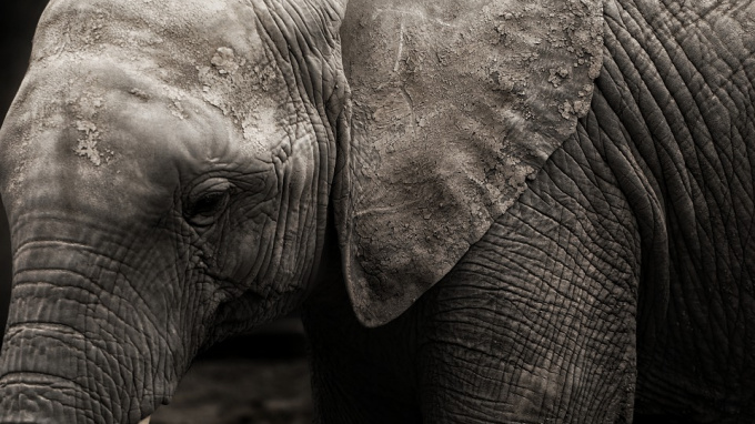 Ленинградский зоопарк объяснил, почему у них нет слона с 1982 года