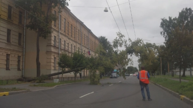Упавшее дерево на Хрустальной улице оборвало провода и заблокировало проезжую часть