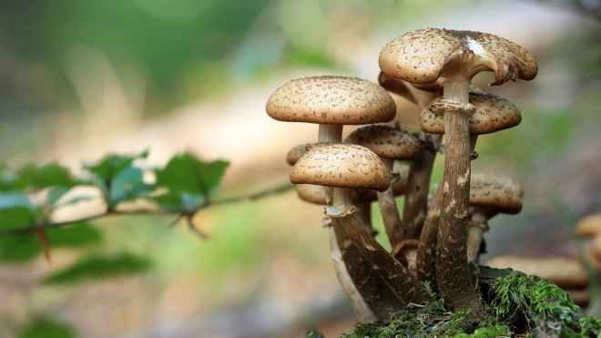 В Ленобласти следователи заинтересовались отравлением подростков грибами