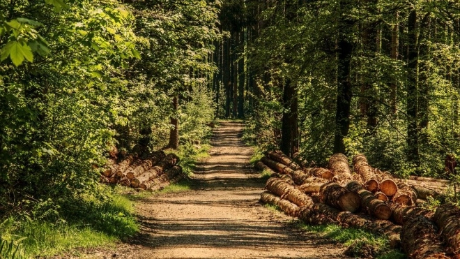 В России наблюдается дефицит древесины 