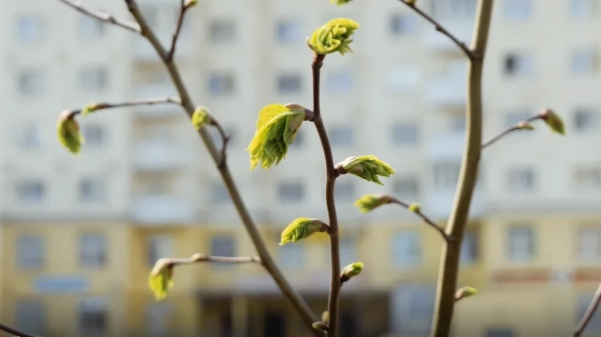 В апрельском Петербурге потеплеет до +17 градусов