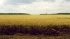 Патрушев: в этом сельхозгоду РФ экспортирует до 65 млн тонн зерна
