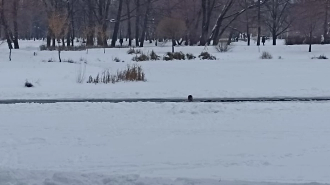 В Московском парке Победы петербуржцы заметили "моржей"