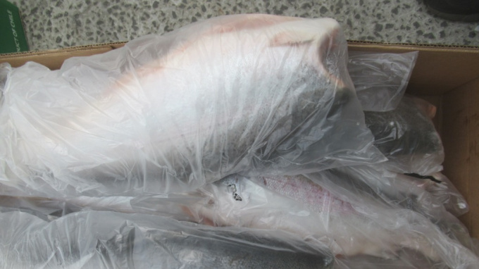 Россельхознадзор не пустил в Петербург 22 тонны мороженного лосося