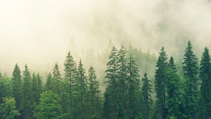 За прошлый год в Ленобласти на 8,8 тысяч га увеличилась площадь лесов 