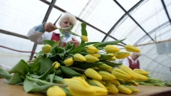 В 2022 году производство цветов в Ленобласти увеличится на 1,5 млн штук