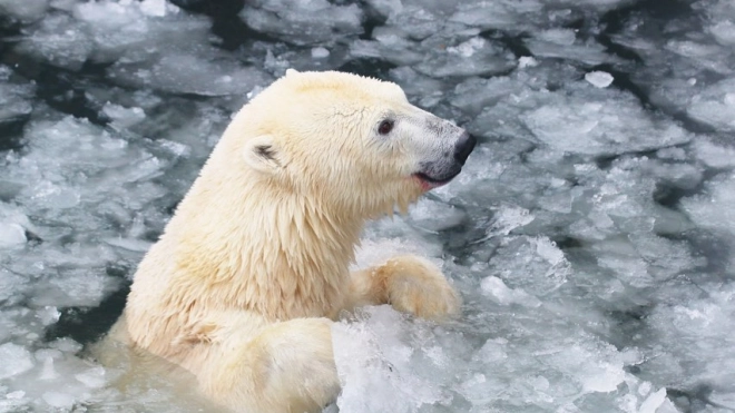 Специалисты рассказали, что обитатели Ленинградского зоопарка переносят перепады температуры