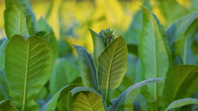 Россельхознадзор отменил ограничения на поставки табачного сырья из Бразилии