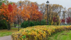 Петербургские сады, парки и скверы закроют на время шторма