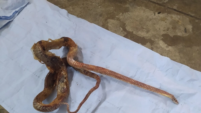 Работники автосервиса на Суздальском обнаружили змею в автомобиле