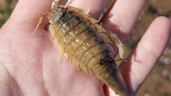 На пляже в Сестрорецке обнаружены морские тараканы