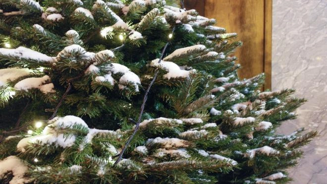 Петербуржцам предложили сдать новогодние елки на корм для животных