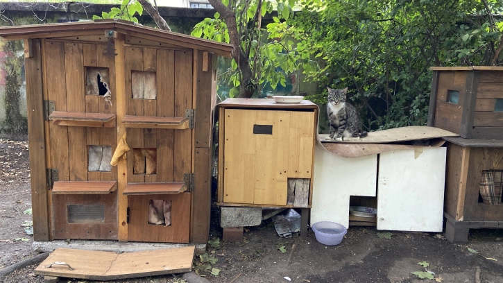 На Васильевском острове появился двор для бездомных кошек 