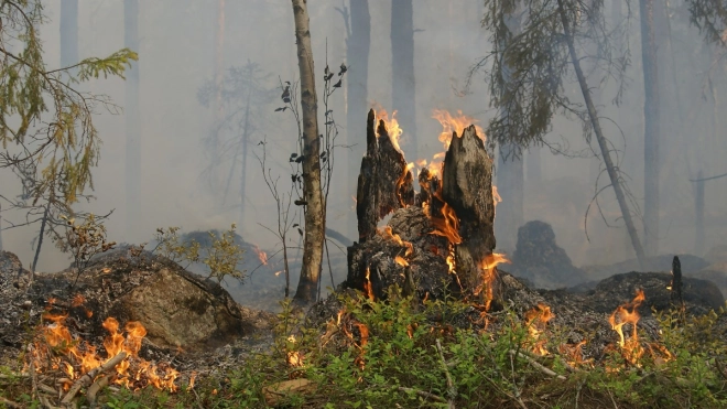 Дрозденко утвердил план тушения лесных пожаров в Ленобласти