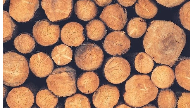 Россия введет пошлины на экспорт некоторых видов лесоматериалов 