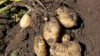 Минсельхоз: для роста урожая картофеля в 2022 году ...