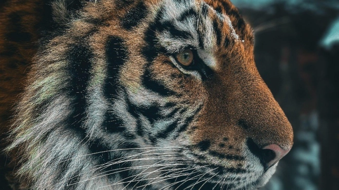 Подросший тигрёнок Зевс позирует перед камерой в Ленинградском зоопарке
