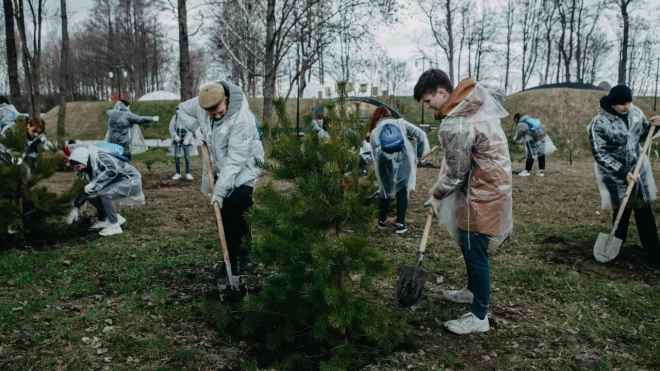 В парке "Остров фортов" добровольцы посадили ивы и сосны в память о военных медиках
