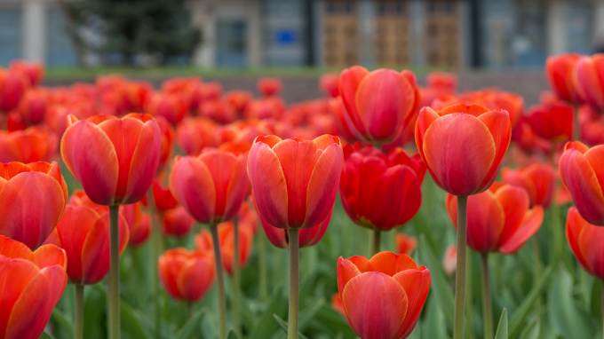 Петербургские школьники высадят в Саду на Неве 10 тысяч тюльпанов