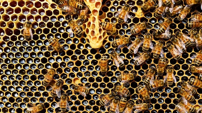 Энтомолог рассказал о пчелах, которые едят мясо