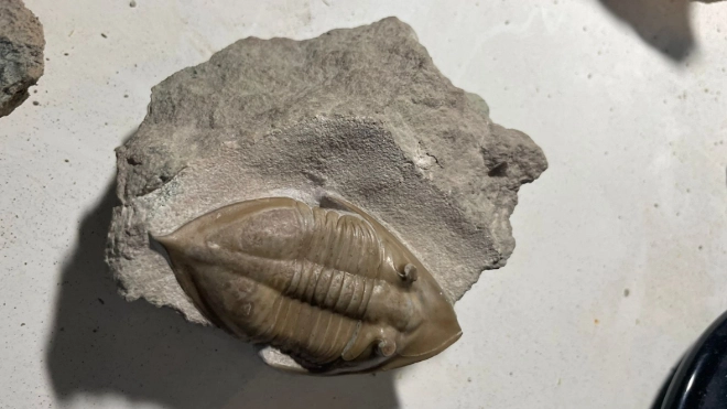 Первый в стране палеонтологический парк открылся в Ленобласти