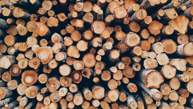 Арендаторам леса в Ленобласти дали отсрочку от платы в основной бюджет до конца года