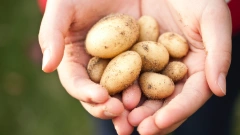 В РФ приходится утилизировать картофель, так как не получается его реализовать