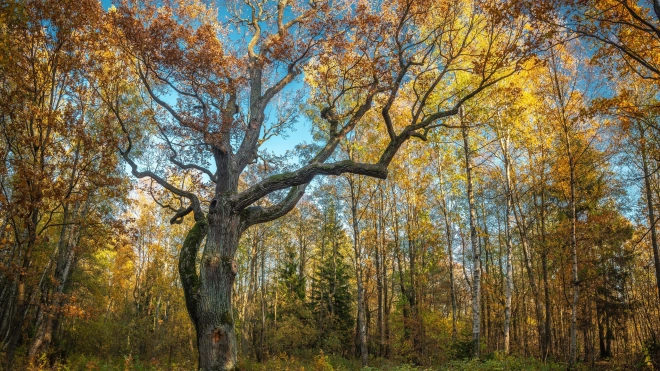 Растущий в заказнике у Финского залива 300-летний дуб признали памятником живой природы