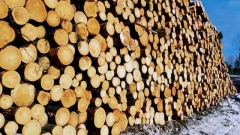 ЕК инициирует спор в ВТО из-за ограничений экспорта российского леса