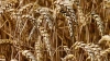 "Совэкон": экспортные цены пшеницы из России достигли ...