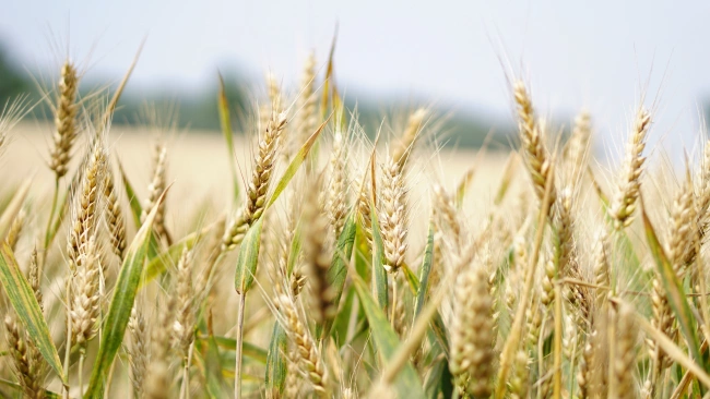 Россия испытывает проблемы с реализацией зерна на мировом рынке