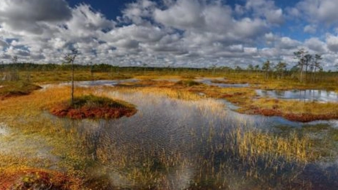 В Петербурге хотят  рaсширить список особо охрaняемых территорий