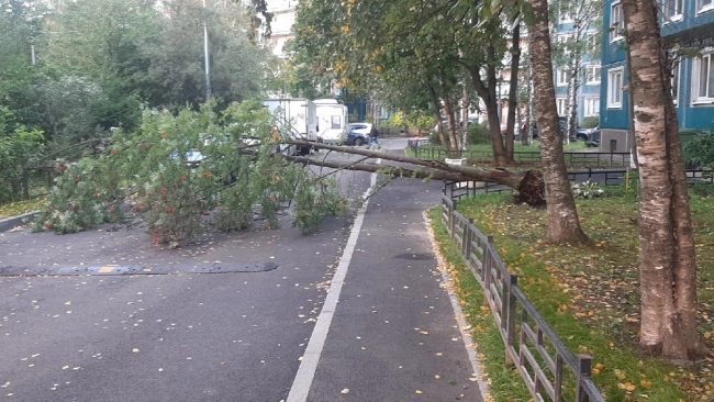 Комитет по благоустройству поделился последствиями шторма в Петербурге 