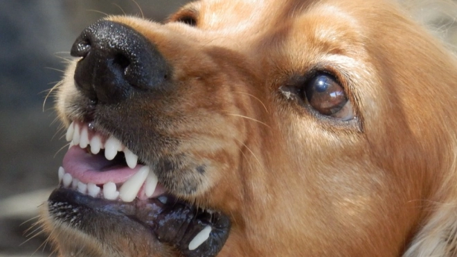Депутаты Ленобласти предлагают штрафовать владельцев агрессивных и шумных собак