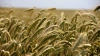 Минсельхоз ожидает мировую корректировку цен на зерно