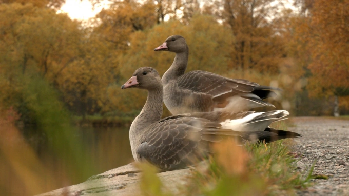 На озере Сестрорецкий разлив на отдых остановилось два диких гуся