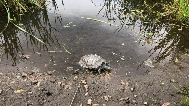 В пруду сада Ивана Фомина нашли черепаху